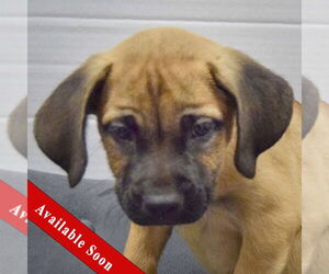 Mastiff-Unknown Mix Dogs for adoption in Huntley, IL, USA