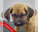 Small Mastiff Mix