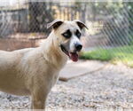 Small #2 Huskies -Retriever  Mix