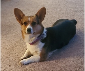 Mother of the American Corgi puppies born on 04/14/2025