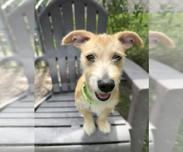 Medium Photo #2 Mutt Puppy For Sale in San Leon, TX, USA