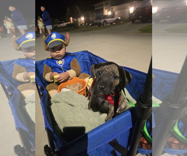 Medium Photo #3 Labrador Retriever-Unknown Mix Puppy For Sale in The Woodlands, TX, USA