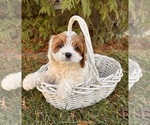 Small #1 Cavapoo