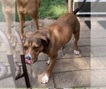 Small #11 American Pit Bull Terrier Mix