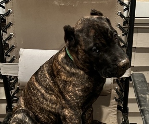 Medium Photo #14 Presa Canario Puppy For Sale in LEVITTOWN, PA, USA