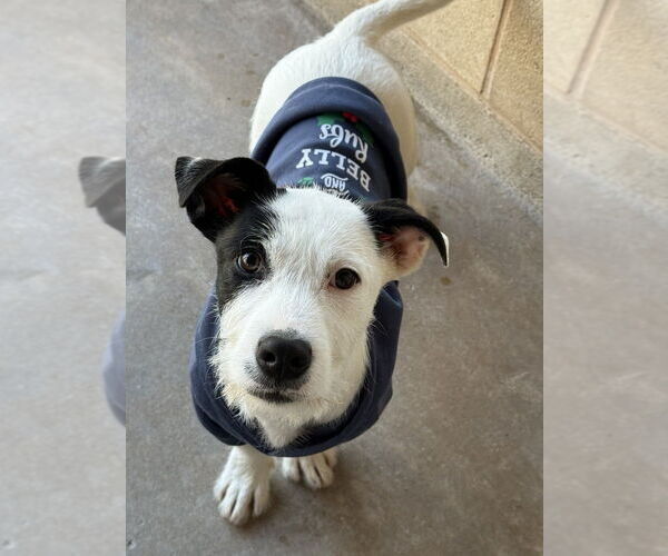 Medium Photo #2 Mutt Puppy For Sale in San Leon, TX, USA