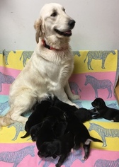 Mother of the Goberian puppies born on 12/04/2017