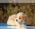 Small #19 Goldendoodle (Miniature)