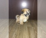 Small #2 Shih Tzu