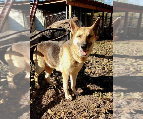 Medium Photo #2 German Shepherd Dog Puppy For Sale in columbia, SC, USA