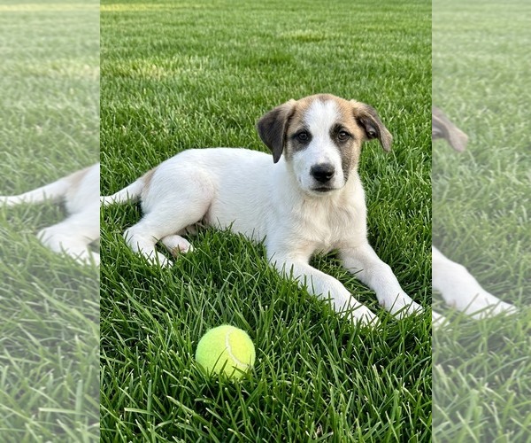 Medium Photo #2 Aussie Pyrenees Puppy For Sale in Genesee, WI, USA