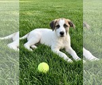 Small #1 Aussie Pyrenees