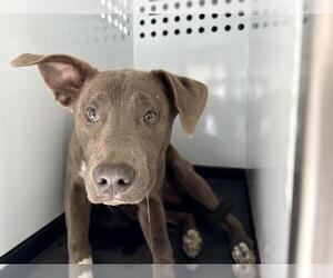 Mutt Dogs for adoption in Visalia, CA, USA