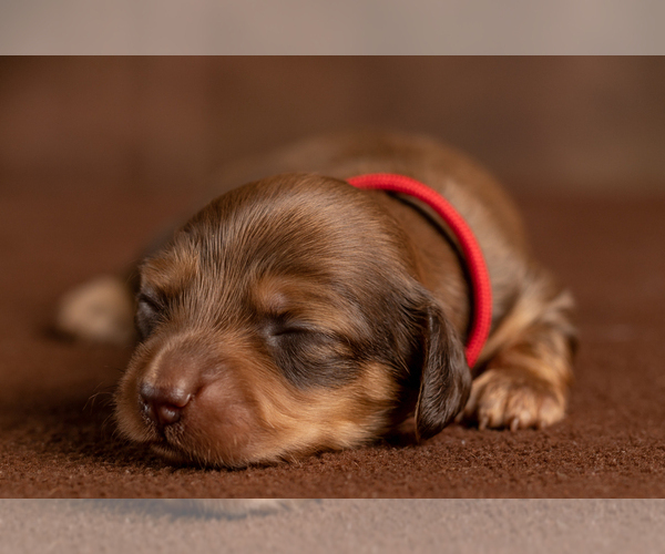 Medium Photo #12 Dachshund Puppy For Sale in CROWLEY, TX, USA