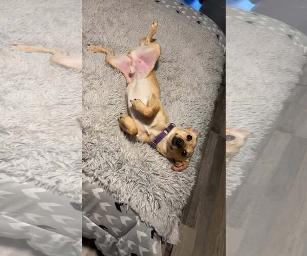 Medium Photo #4 Chihuahua-Unknown Mix Puppy For Sale in Binghamton, NY, USA