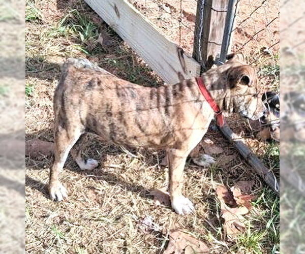 Medium Photo #2 Mountain Cur Puppy For Sale in Rutherfordton, NC, USA