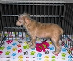 Small #3 Schnoodle (Miniature)