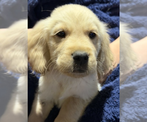 Medium Photo #7 English Cream Golden Retriever Puppy For Sale in TOLEDO, OH, USA