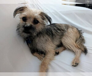 Chip - Male Mutt Dog for Adoption - Photo #4