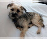 Small Photo #4 Mutt Puppy For Sale in Corona, CA, USA
