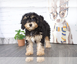 Small Photo #1 Miniature Bernedoodle Puppy For Sale in RED LION, PA, USA
