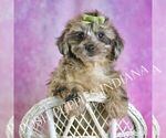 Small #7 YorkiePoo