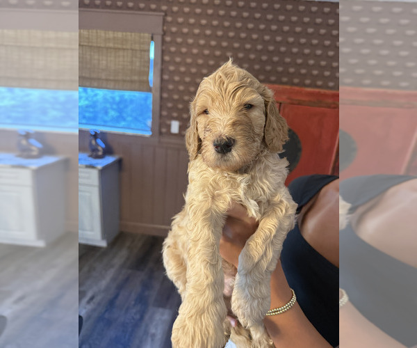 Medium Photo #1 Goldendoodle-Irish Doodle Mix Puppy For Sale in LAKELAND, FL, USA