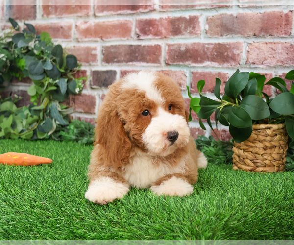 Medium Photo #4 Goldendoodle mix (+ Poodle Miniature) Puppy For Sale in SYRACUSE, IN, USA