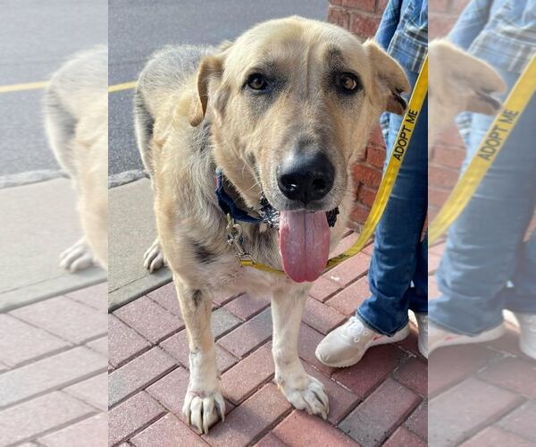 Medium Photo #4 Great Pyrenees-Unknown Mix Puppy For Sale in Boonton, NJ, USA