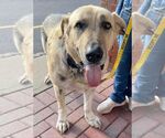 Small #3 Great Pyrenees Mix