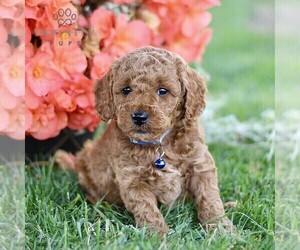 Goldendoodle Puppy for sale in BIRD IN HAND, PA, USA