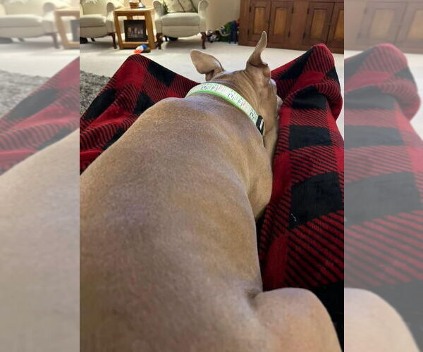 Medium Photo #18 American Pit Bull Terrier-Unknown Mix Puppy For Sale in Germantown, OH, USA