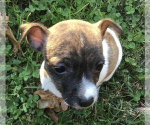 Teddy Roosevelt Terrier Puppy for sale in RUSSELLVILLE, KY, USA