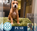 Small #2 Boxer Mix