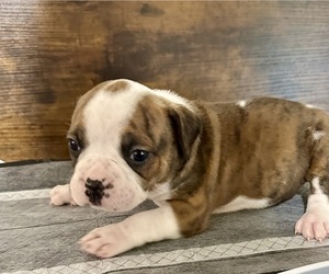 Bulldog Puppy for sale in CHESNEE, SC, USA