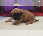 Small Photo #20 Mastiff Puppy For Sale in FULTON, NY, USA