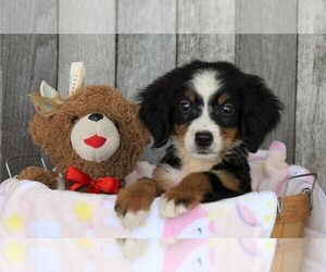 Bernese Mountain Dog Puppy for sale in FREDERICKSBG, OH, USA