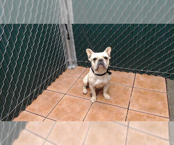 Medium Photo #1 French Bulldog Puppy For Sale in Downey, CA, USA