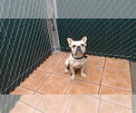 Small French Bulldog