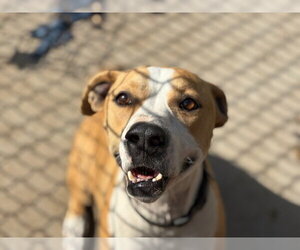 Labrador Retriever-Unknown Mix Dogs for adoption in Tulsa, OK, USA