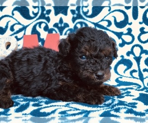 Cavapoo Puppy for sale in CLAY, PA, USA