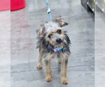 Small #2 Poodle (Miniature) Mix