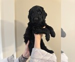 Puppy Brown Goldendoodle (Miniature)