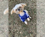 Small Photo #6 Shih Tzu Puppy For Sale in ATLANTA, GA, USA