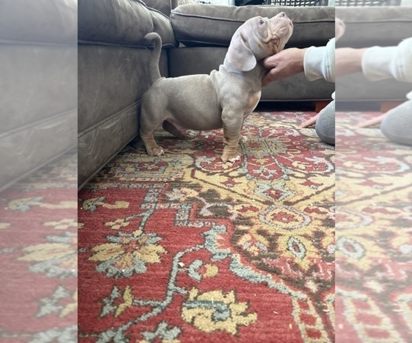 Medium Photo #8 American Bulldog Puppy For Sale in WINDSOR, CT, USA