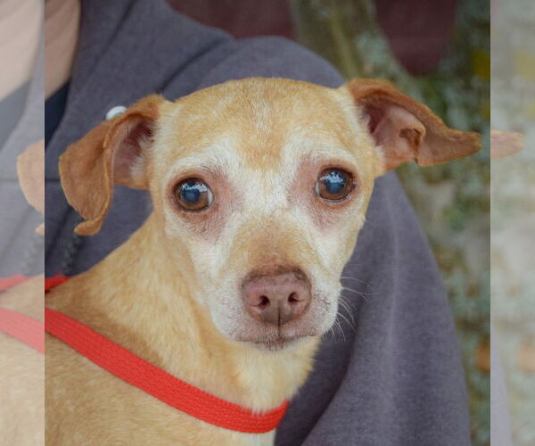 Medium Photo #1 Chiweenie Puppy For Sale in Huntley, IL, USA
