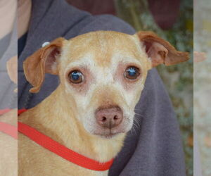 Chiweenie Dogs for adoption in Huntley, IL, USA