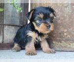 Small Photo #38 Yorkshire Terrier Puppy For Sale in MANES, MO, USA