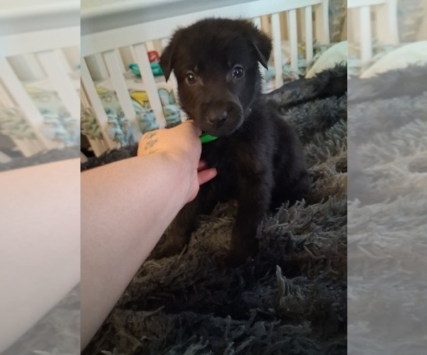 Medium Photo #15 German Shepherd Dog Puppy For Sale in MIDDLETOWN, CT, USA