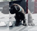 Small Photo #3 Cane Corso Puppy For Sale in SAINT JOSEPH, MO, USA